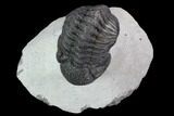 Bargain, Morocops Trilobite - Visible Eye Facets #92208-1